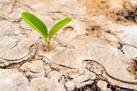 New life idea concept with seedling growing sprout (tree).business development and eco symbolic. The leaves are growing from the stump, Is starting to grow up. Comparable to Pure energy production.の写真素材
