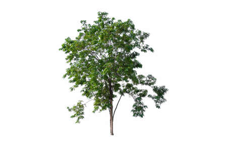 The tree is the most important thing in the world, Isolated on White Backgroundの写真素材