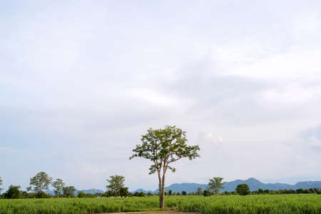 Beautiful green meadow with white clouds, blue sky and trees.