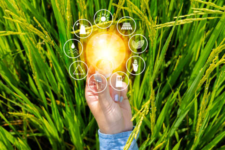 Hand hold light bulb on rice with energy resources icon, Renewable energy is essential to the world.の写真素材