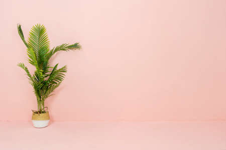 Palm tree is set on the orange background, There is space for placing advertising textの写真素材