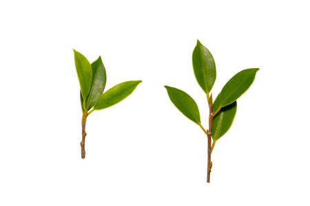 Set of green tree leaves and branches isolated on white backgroundの写真素材