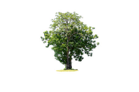 The tree is the most important thing in the world, Oxygen Production, Temperature control, Balance with nature, Isolated on White Backgroundの写真素材