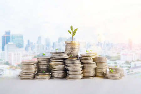 Upper Seedlings coins to shown concept of growing business, Money growth Saving money.の写真素材
