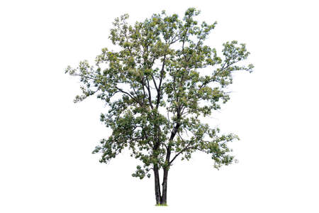The tree is the most important thing in the world, Oxygen Production, Temperature control, Balance...