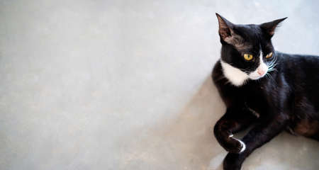 Thai cat lying on a polished cement floor Look at the banner copy area.の写真素材