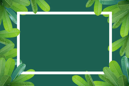 Frangipani leaves above and below are spaces in the middle of a separate pastel green background. White polygonal color frameの写真素材