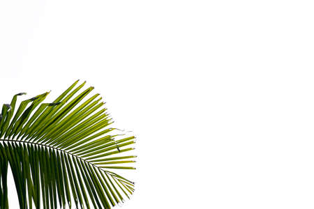 Green leaves of palm tree isolated on white background, for use in advertising media decorationの写真素材
