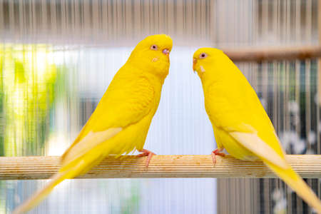 Lovebird parrots sitting together. This birds lives in the forest and is domesticated to domestic animalsの写真素材