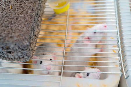 Raised to be food for snakes. The little white-gray rat eats paddy and water in its cage.の写真素材