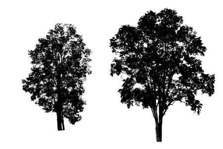 Two on isolated white background, tropical trees isolated used for design, advertising and architectureの写真素材