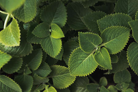 closeup nature view of green leaf in garden, dark wallpaper concept, nature background, tropical...