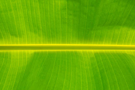 Banana leaves. Green banana leaf background abstractの写真素材