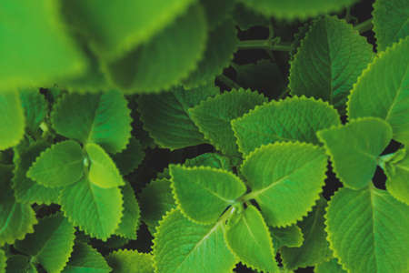 closeup nature view of green leaf in garden, dark wallpaper concept, nature background, tropical leafの写真素材