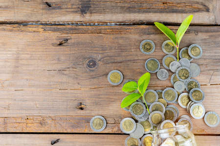 money saving and investing for business investment finance and banking concept. green plant leaves growth on row of coin stack on wood tableの写真素材