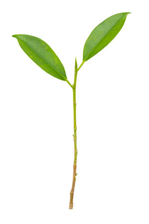 Small green leaves with long stems on a white backgroundの写真素材