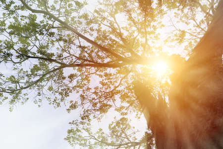 Beautiful morning in the forest, tree foliage in morning light with sunlightの写真素材