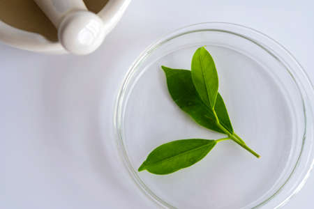 Natural organic botany and scientific glassware, Alternative herb medicine, Natural skin care beauty products, Research and development concept.の写真素材