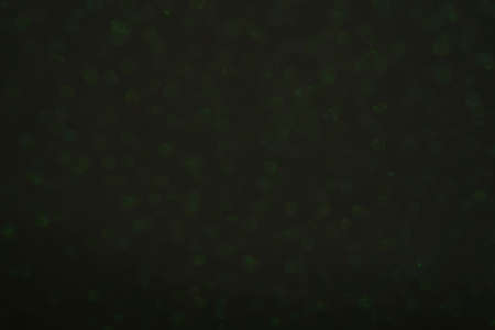 Soft green natural bokeh background, green Sparkling Lights Festiveの写真素材