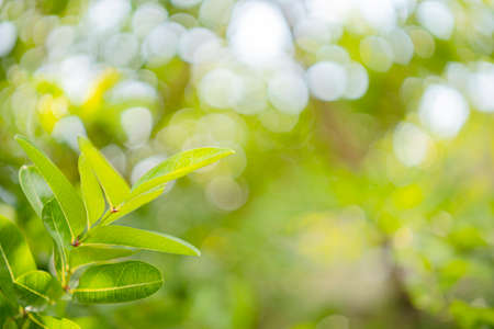Beautiful nature view green leaf on blurred greenery background under sunlight with bokeh and copy space using as background natural plants landscape, ecology wallpaper concept.の写真素材