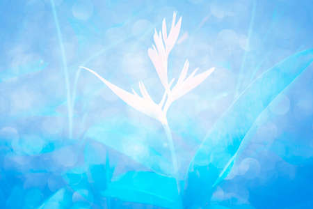 Blurred gentle sky-blue. Floral nature. Spring forest white flowers primroses on a beautiful blue background.の写真素材