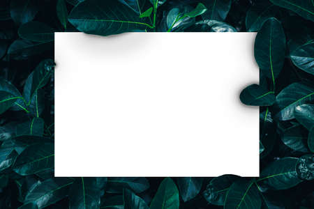 Creative layout made of leaves with paper card note. Flat lay. Nature conceptの写真素材
