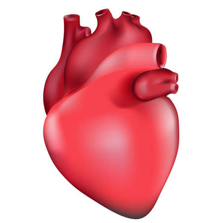 Isolated engraving colorful red human heart illustration on white backgroundの写真素材