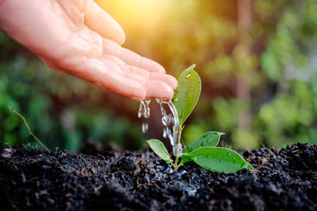 Male hand watering young tree over green background. Hand watering plants that grow on good quality soil in nature, plant care, and tree growing ideas.の写真素材