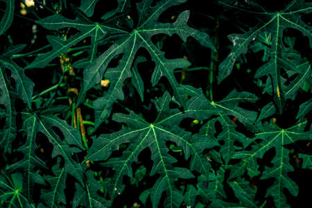 Green leaves pattern background, Natural background and wallpaperの写真素材