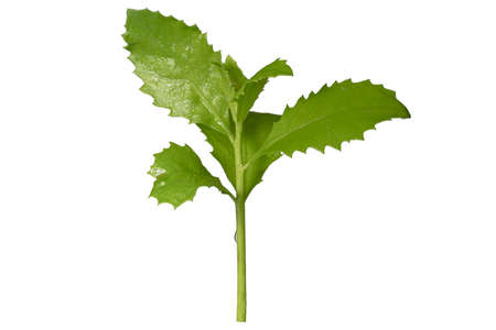 Green leaf isolated on white background. The leaves have jagged edges.の写真素材