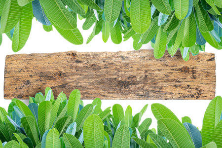 white wooden table top with spring green leafs as frame and free space for textの写真素材