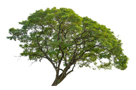 Tree isolated on white background, for architecture , advertising and design. plant tree love the world concept.の写真素材