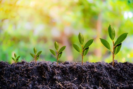 Small trees of different sizes growing on green background concept of caring for the environment and world environment day.の写真素材