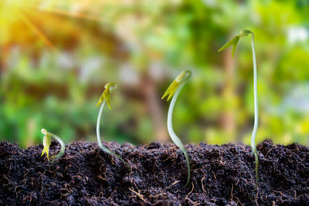 Agricultural plant cultivation ideas steps to grow in the garden and sunlightの写真素材