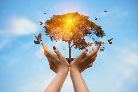 World Mental Health Day concept. human hand holding a large growing plant on sky background and flock of pigeons flying around.の写真素材