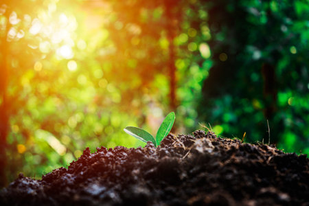 The seedling are growing from the rich soil to the morning sunlight that is shining, ecology concept.の写真素材