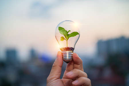Hand holding a light bulb with green growing plants that are environmentally friendly. Ecology energy concept.の写真素材