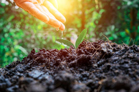Farmers are watering small plants by hand with the concept of World Environment Day.の写真素材