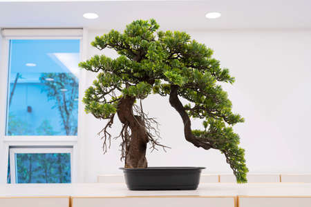 Japanese bonsai for my hobby, placed in a white room to make it stand out. Bonsai Tree Gardening Concept.の写真素材