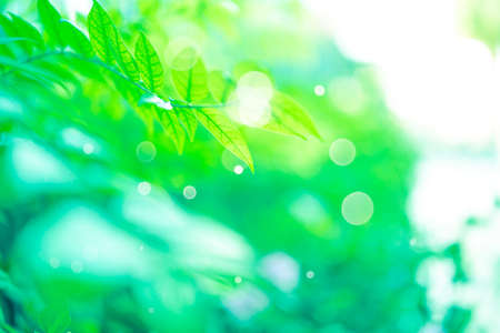 Amazing nature view of green leaf on blurred greenery background in garden and sunlight with copy space using as background natural green plants landscape, ecology, fresh wallpaper concept.の写真素材