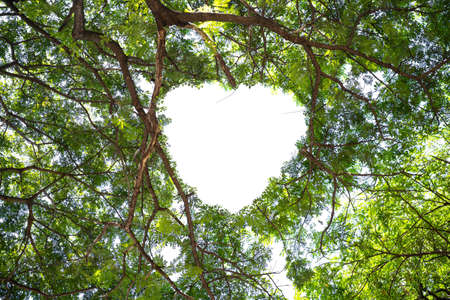 Concept or conceptual heart shape symbol made of forest tree branches over a blue sky background as romantic frame. A metaphor to love, Valentine Day celebration, environment ecology 3D illustrationの写真素材