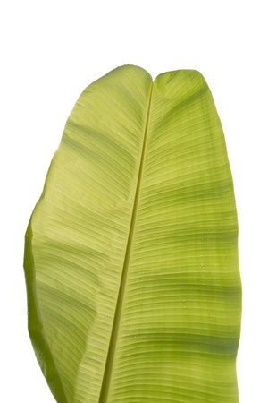 Fresh whole banana leaf, banana leaf isolated on white background, File containsの写真素材