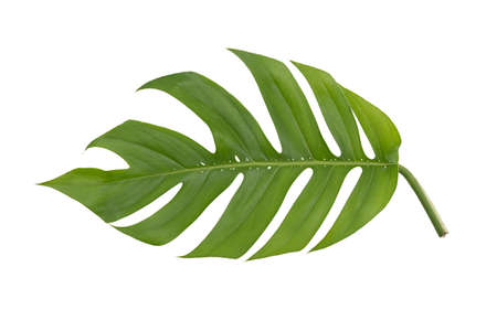 Green monstera plant leaves with stalk, the tropical evergreen vine isolated on white background
