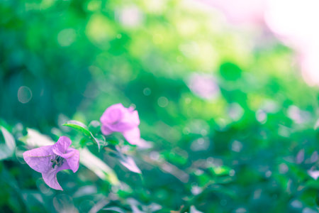 summer background. Blue violet flower in the garden. High quality photoの写真素材