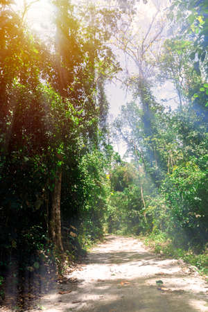Walking path in a fresh green forest in spring. Walking path in woods. Vertical imageの写真素材