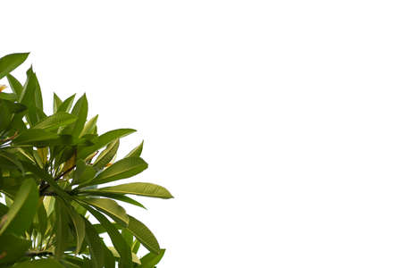 Dark green leaves on a white background. Embed the clipping path to the image.の写真素材