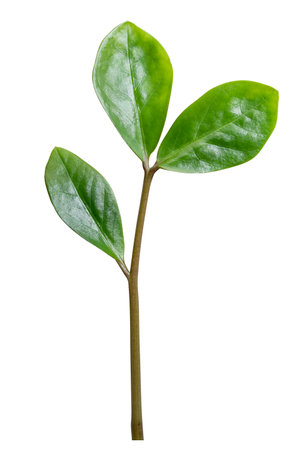 Full Depth of field. green leaf of birch tree isolated on white. Fresh green Zanzibar Gem leaves isolated on white background, back side. Clipping Path.の写真素材