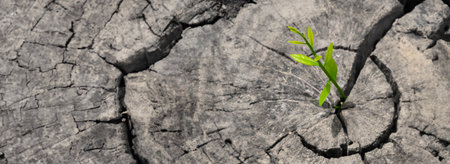 Ecology concept. Rising sprout plantain of old wood and symbolizes the struggle for a new life,...
