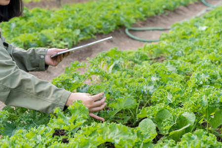 Mature woman gardener with digital tablet at garden. Organic farm team caring for vegetable garden....