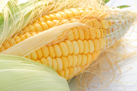 corn backgroundの写真素材